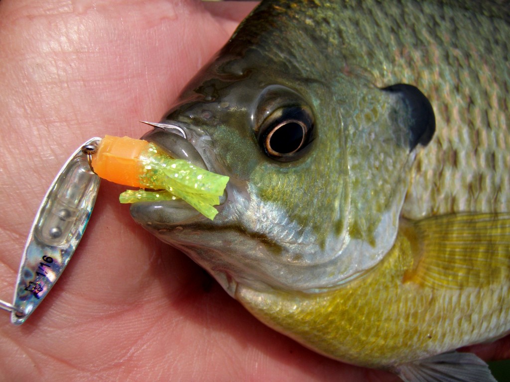  The Bluegill Spoon Connection
