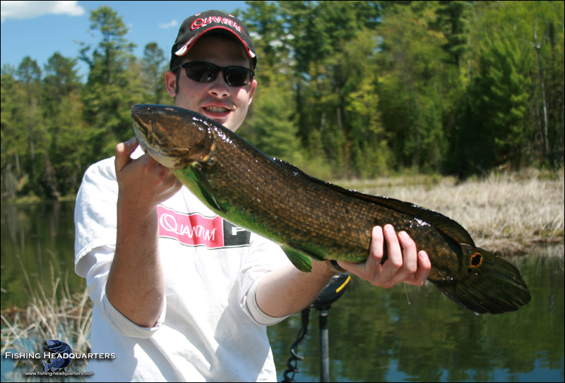Bowfin Are Bad Fish? Please!
 Water Dog Freshwater Fish