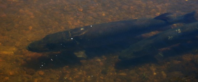 muskie4
