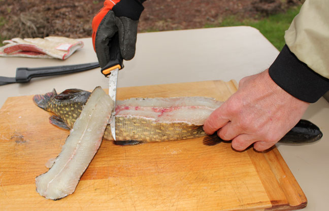 When you contact the backbone, turn the knife slightly toward the tail, and follow that bone all the way down the fish.