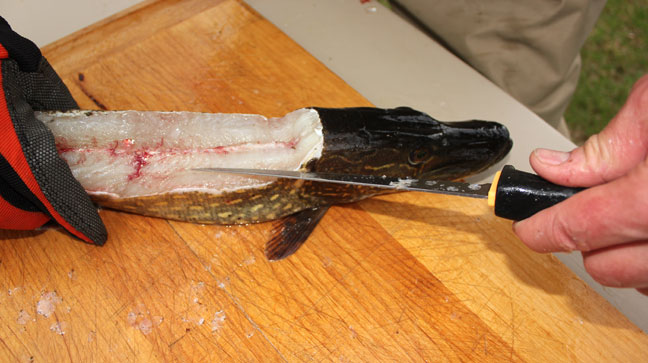 Removing the boneless top fillet reveals the location of the top of the Y bones. Here, the knife points to the tops of the Y bones.