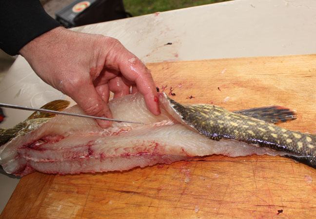 On the side fillets, use the Y bones as a guide. Cut down at an angle from the top of the Y bones through the skin at the belly of the fish. Remove that side fillet like you would any other fish.