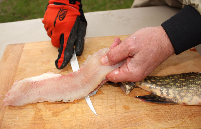 Remove the side fillets like you would any other fish. 