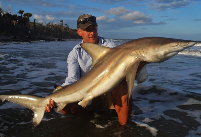 https://www.fishing-headquarters.com/wp-content/uploads/2012/10/sharks1.jpg