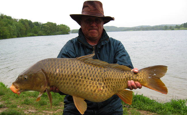 Secrets of the Carp Mafia