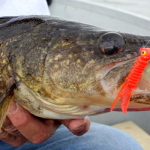 Match The Migration For More Walleyes