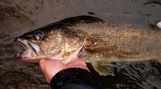 The Dam River Walleye Correlation