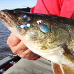 Ultimate Guide To Better Spinner Rigging For Walleyes