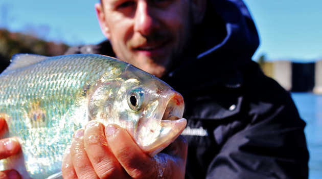 American Shad, Part Deux