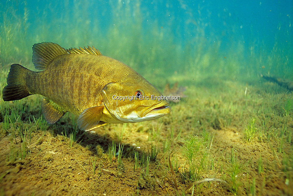 Engbretson Underwater Photography on YouTube