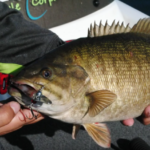 Jigging for Smallmouth with the Freedom Minnow Spoon