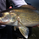 Issues Affecting Minnesota and Wisconsin Fisheries and Aquatic Resources