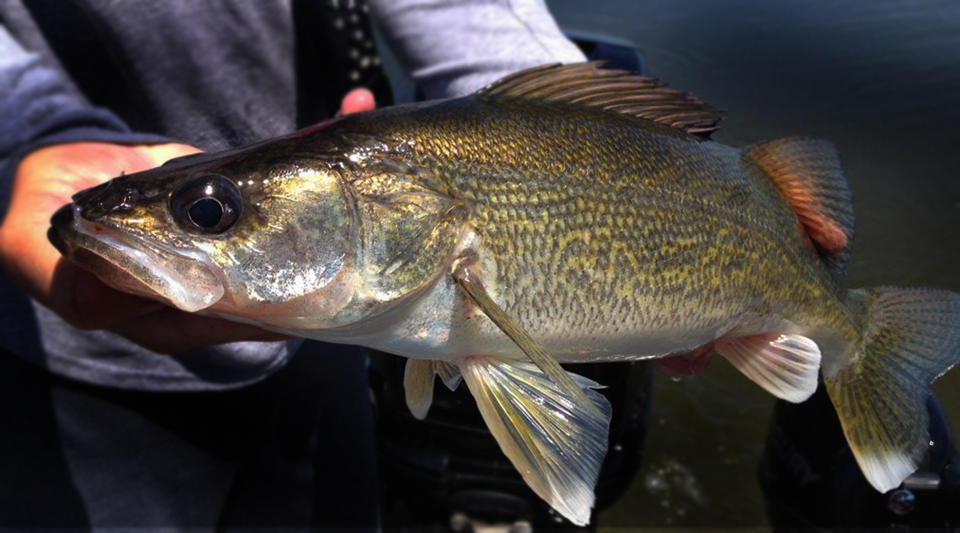 Issues Affecting Minnesota and Wisconsin Fisheries and Aquatic Resources
